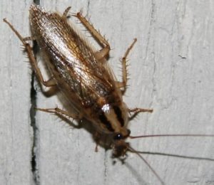 Cucaracha Asiatica 4"