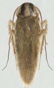 Cucaracha Asiatica 6"
