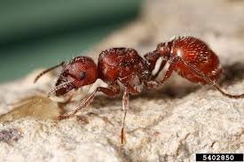 Hormigas Reina Vivas Cosechadoras Rojas