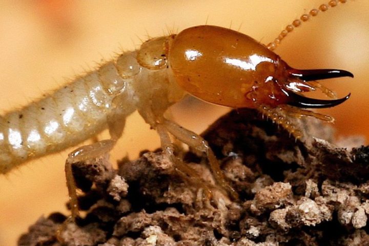 Termita obrera - Curiosidades de las termitas
